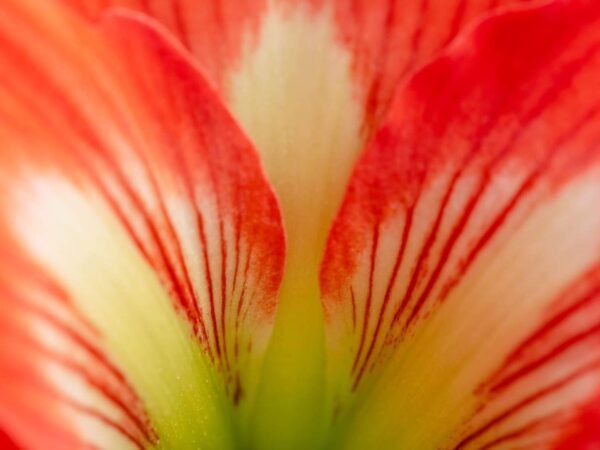 How to Choose the Best Flowers in Toronto